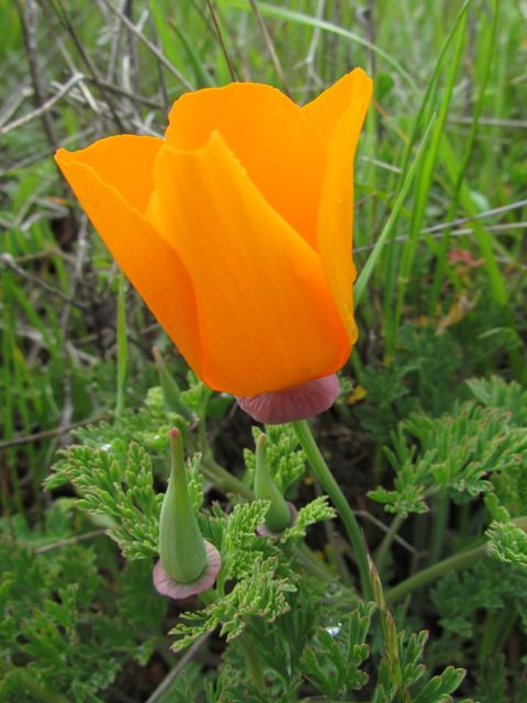 California Poppies